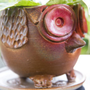 ceramic animal planter - owl, studio pottery, indian pottery, handmade