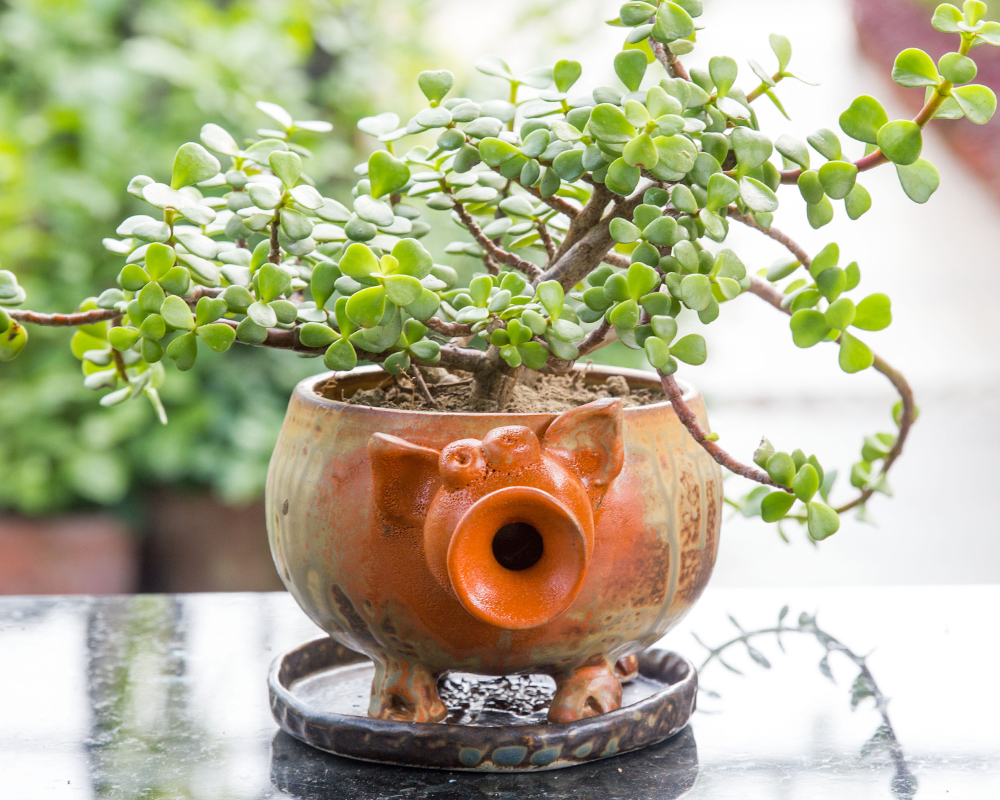 Ceramic Animal Planter | Pig | Kopai - Paar | Indian Craft ...